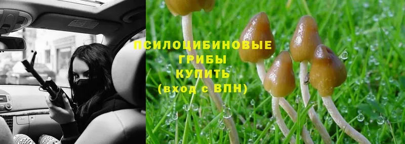 Галлюциногенные грибы Psilocybine cubensis  площадка какой сайт  Богданович 